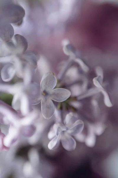 Flores Frescas Púrpura Lila Flores Ramo Elegante — Foto de Stock