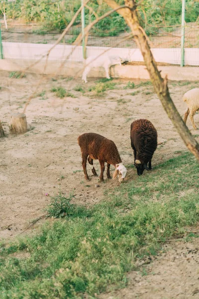 Ζώα Στη Φάρμα Βοοειδή Αγελάδες Στη Φάρμα — Φωτογραφία Αρχείου