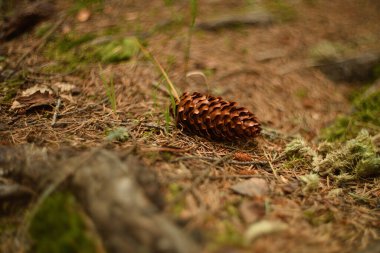 Doğanın korunması, yazın yeşil orman yağmur altında, orman doğası