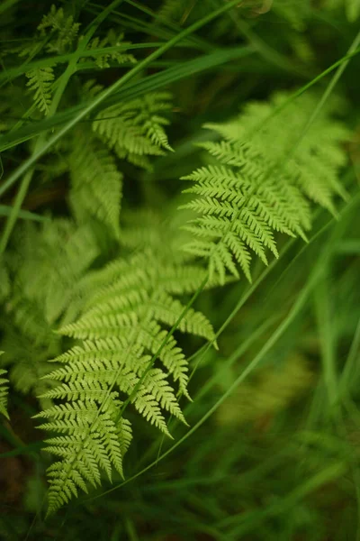 Naturschutz Sommergrüne Wälder Regen Waldnatur — Stockfoto