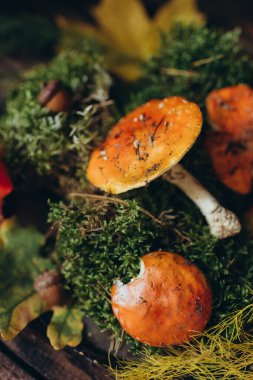 Orman hediyeleri, mantarlar ve yosunlu mantarlar.