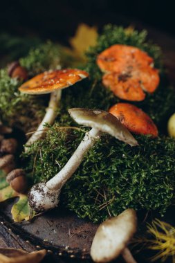 Orman hediyeleri, mantarlar ve yosunlu mantarlar.