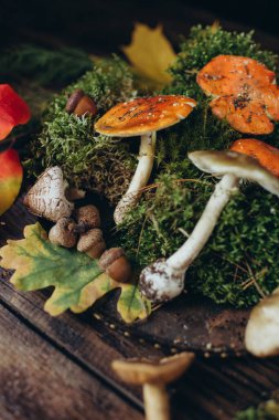 Orman hediyeleri, mantarlar ve yosunlu mantarlar.