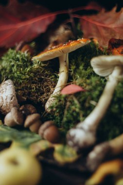 Orman hediyeleri, mantarlar ve yosunlu mantarlar.