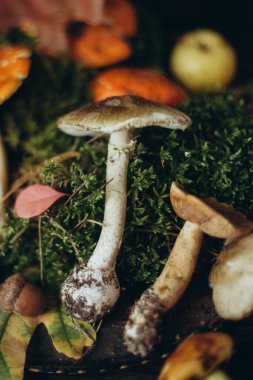 Orman hediyeleri, mantarlar ve yosunlu mantarlar.