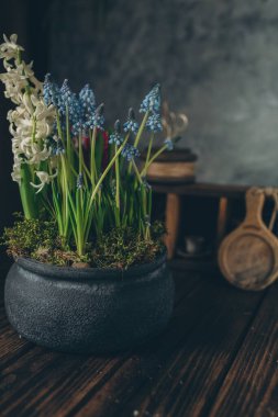 Siyah bir tencerede mavi muscari çiçekleri, bahçıvanlık, koyu arkaplan