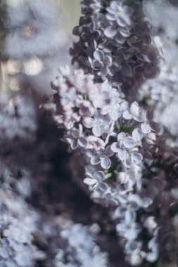 Gri arka planda leylak desenli çiçek buketi, çiçekçi.