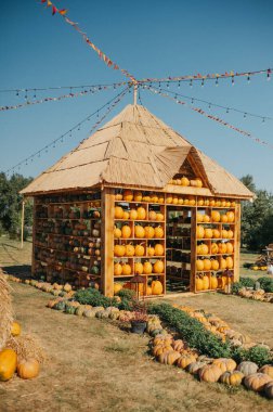 Sonbahar günü balkabaklarıyla rahat bir çiftlik, sonbahar mekanı dekorasyonu