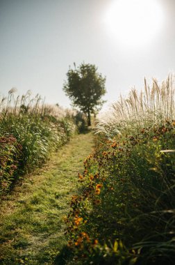 Sonbahar doğası, şehir parkında sabah güneşinde