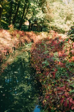 Parkın ortasındaki göl, sonbahar ormanı doğası.