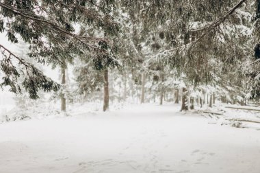 Journey Through a Winter Mountain Forest Exploring the Snowy Woods clipart