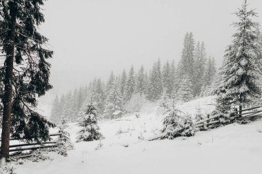 Karlı Orman 'ı keşfetmek için Kış Ormanı' nda Yolculuk