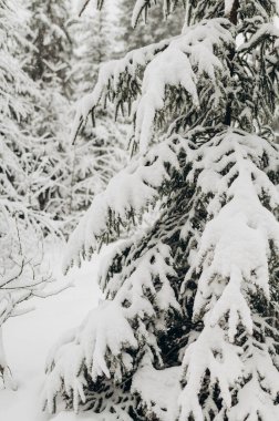 Karlı Orman 'ı keşfetmek için Kış Ormanı' nda Yolculuk