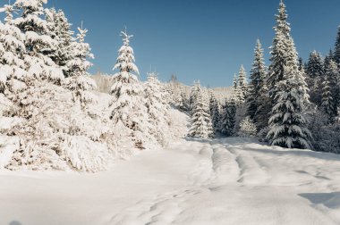 Karlı Orman 'ı keşfetmek için Kış Ormanı' nda Yolculuk