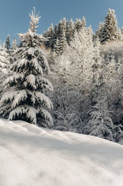Karlı Orman 'ı keşfetmek için Kış Ormanı' nda Yolculuk