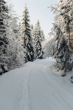 Karlı Orman 'ı keşfetmek için Kış Ormanı' nda Yolculuk