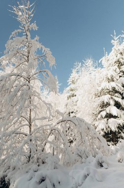 Karlı Orman 'ı keşfetmek için Kış Ormanı' nda Yolculuk