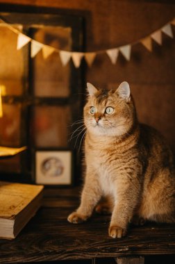 Golden British Shorthair Cat Sitting in a Room clipart