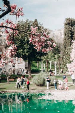 Suyun kenarındaki çiçek açan Magnolia, Serene Spring Park Sahnesi