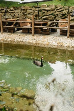 Peri masalı tarzında ormandaki bir parkın peyzaj tasarımı