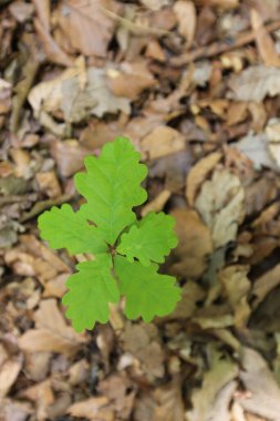 Ormandaki meşe ağacının taze tohumu.