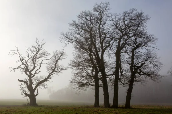 stock image Old oak trees in beautiful foggy winter landscape