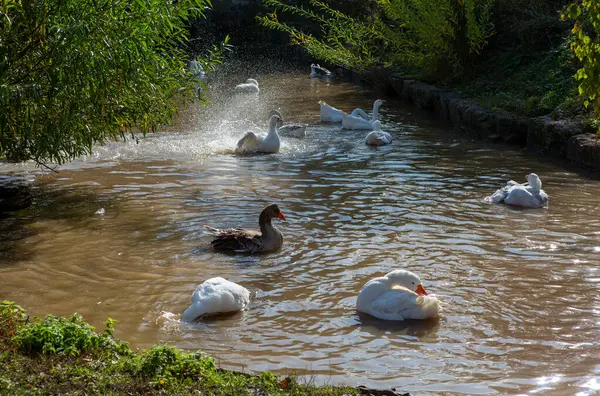 Many Geese Swimming Pond Farm — Stock Photo, Image
