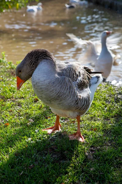 Goose Coming Out Water Pond — Stock Photo, Image