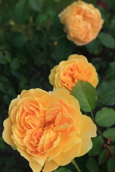 Bela Flor Rosa Amarela Jardim — Fotografia de Stock