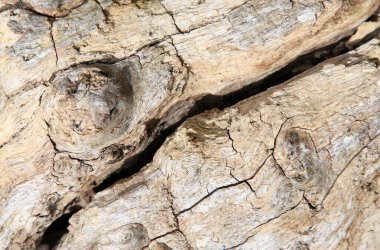 Eski bir ağaç gövdesinin ahşap dokusu.