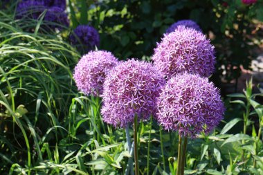 Persian onion flower bloom (Allium cristophii) in the garden
