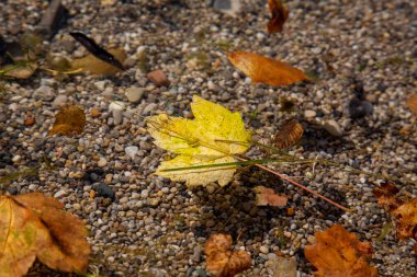 Autumn fallen leaves on the surface of a lake