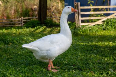 Bahçedeki parlak beyaz kaz
