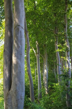 Forest with beech trees and fresh green spring foliage clipart