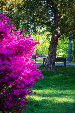 Parkta ağaçlar ve banklar olan güzel bir bahçe yolu.