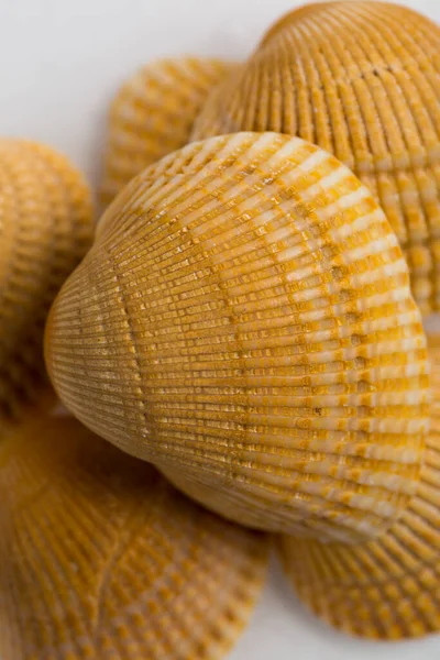 Deniz kabukları beyaz bir zemin üzerinde istiflenir.