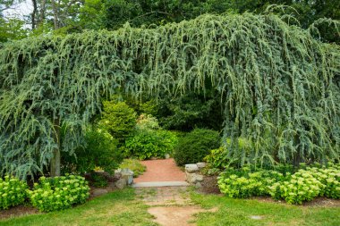 Garden archway landscape showcasing climbing plants and flowers encompassing within park garden. clipart