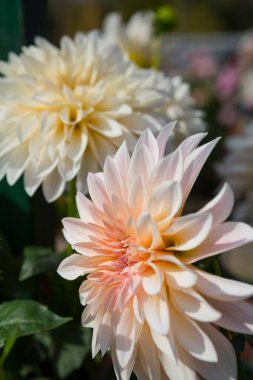 Yaz bahçesinde muhteşem yıldız çiçekleri. Makro fotoğrafçılık