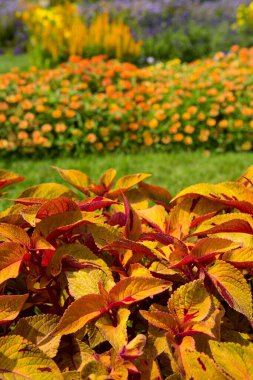 Yakından bakınca Coleus bitkisinin kırmızı yaprakları çiçek tarhı ve yürüyüş yolu.