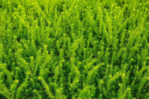Fern green leaves background. Natural botanic texture. Top view
