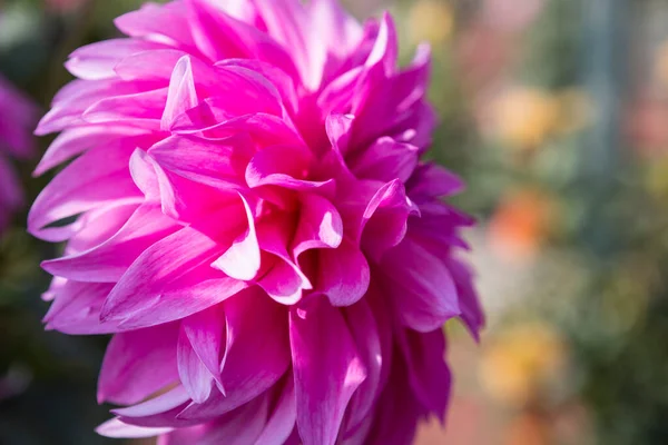 Macro Photograph of Pink dahlia flower in real garden. Close-up of pink dahlia