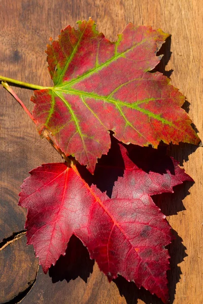 Two Autumn maple leaves isolated on the background of wooden boards