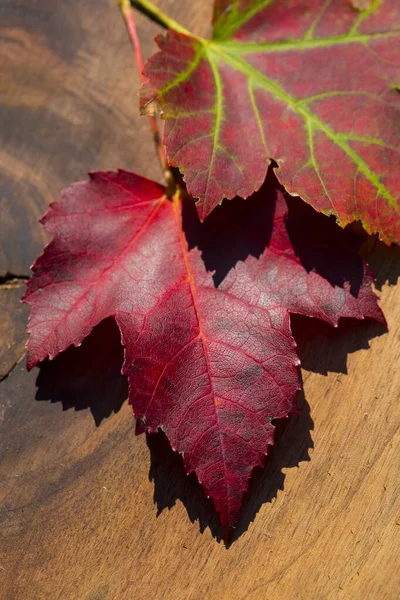 Tahta arka planda iki sonbahar akçaağaç yaprağı izole