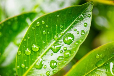 Yeşil yapraklı taze su damlacıklarını kapatın.