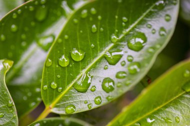 Yeşil yapraklı taze su damlacıklarını kapatın.