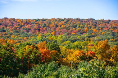 Açık gökyüzüne karşı renkli ağaç alanının sonbahar Panoramik Ağaç Çizgisi görünümü