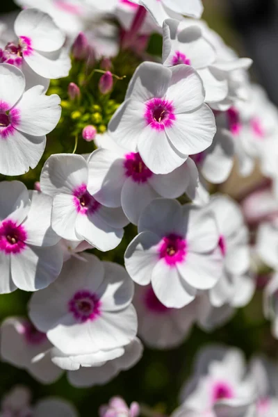 Phlox 'un güzel pembe yaz çiçekleri 