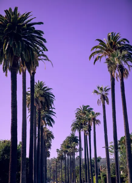 Los Angeles yerleşim sokağındaki yüksek palmiye ağaçlarının manzarası