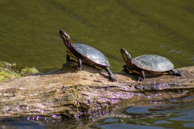 kaplumbağaları bir oturum