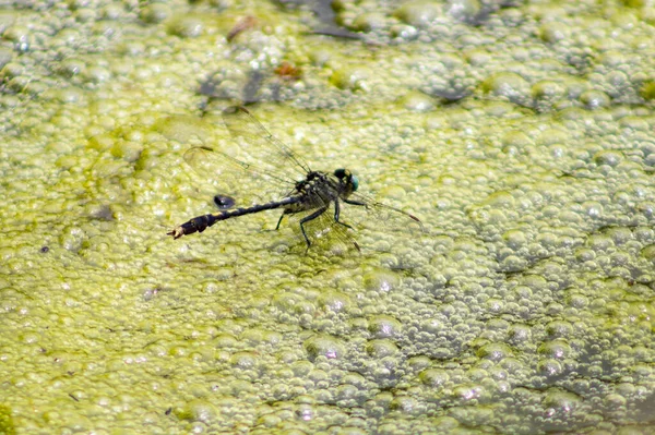 蜻蜓栖息在水体的淤泥上 — 图库照片